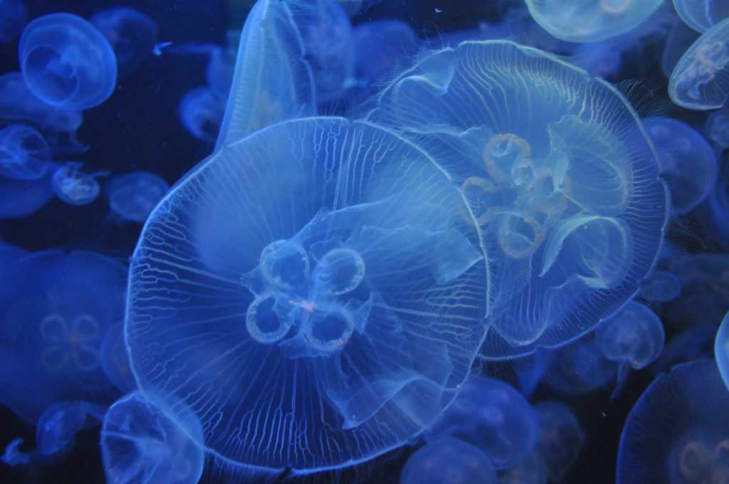 蓝色透亮海蜇水母图片