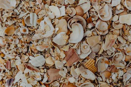 海滩贝壳和小石子的图片
