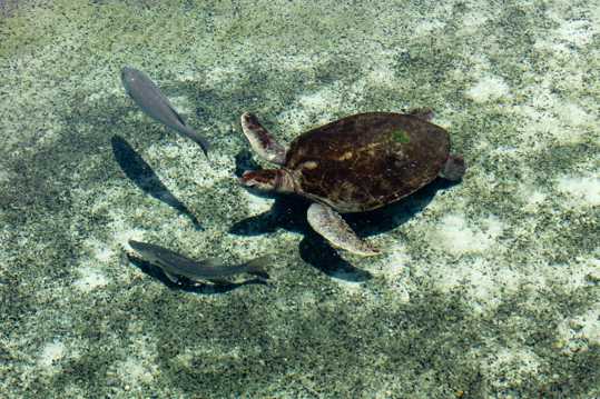 海底乌龟图片