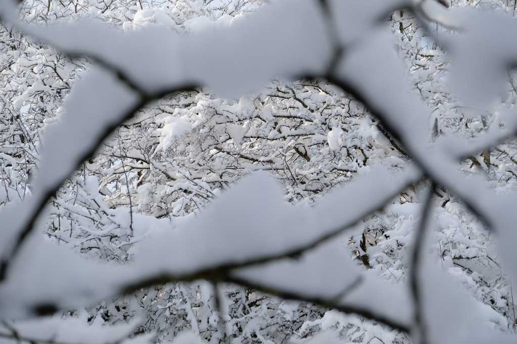 冬天树木雪景拍照图片