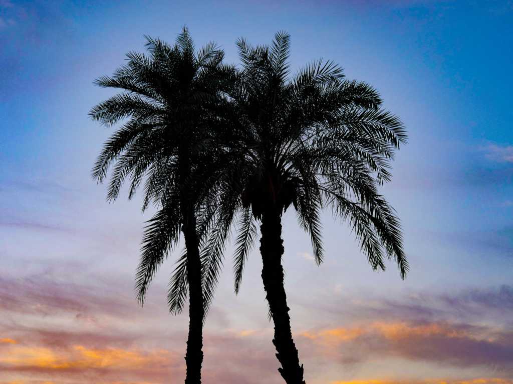 日落余晖下的棕榈树图片