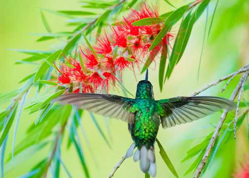 艳丽的绿色蜂鸟图片