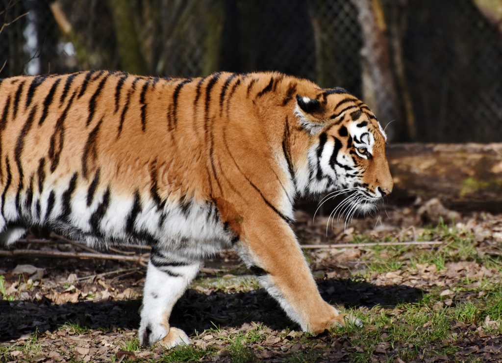 步行中帅气外露的老虎图片