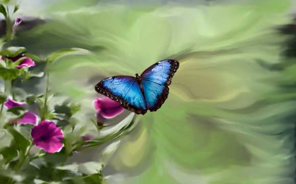 翩翩起舞的蓝蝴蝶图片