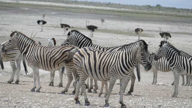 纳米比亚斑马群图片
