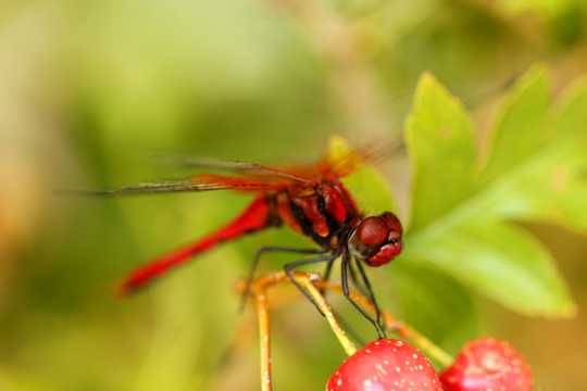 红色的蜻蜓图片