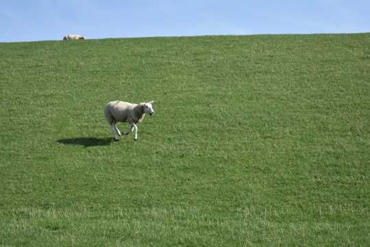 草坪上的小绵羊图片