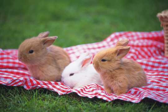 软萌可爱的小兔子图片