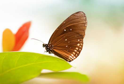 漂亮可人的蝴蝶图片
