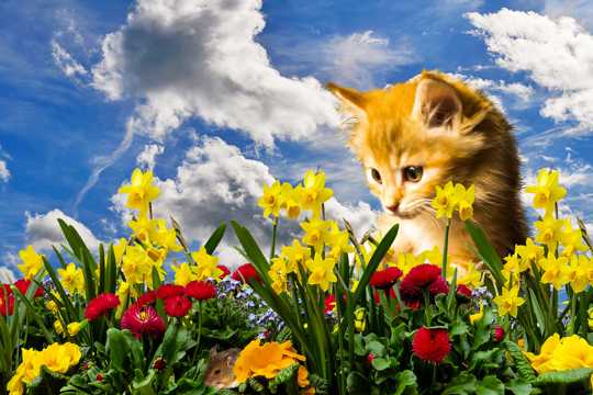 春季花卉动物风光图片