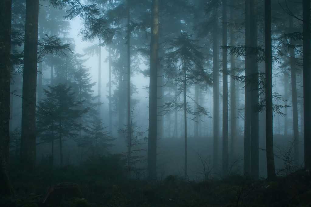 云雾弥漫的丛林图片