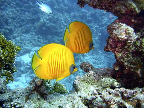 黄色热带鱼群图片
