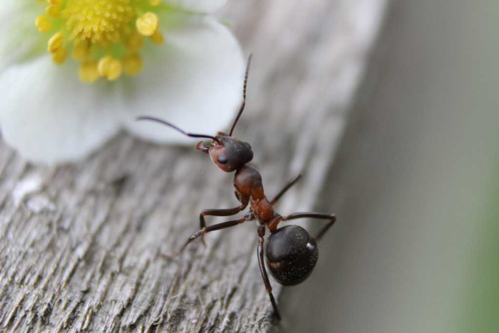 花朵旁的蚂蚁图片