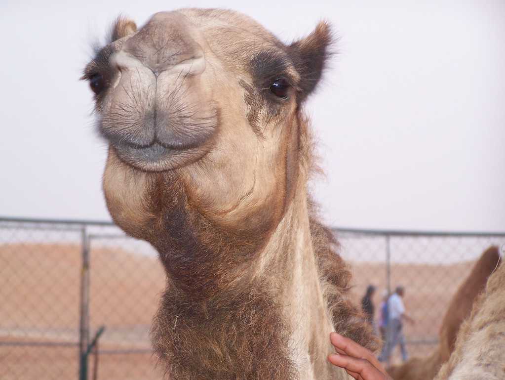 丑萌的骆驼图片