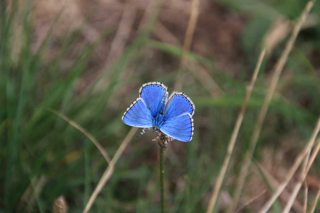 美丽蓝色蝴蝶图片