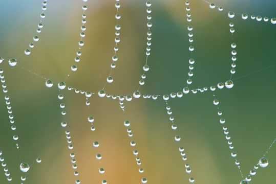 蜘蛛网上的晶莹水珠串