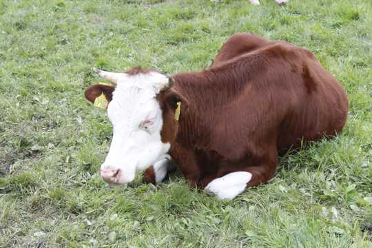 草坪棕色奶牛图片