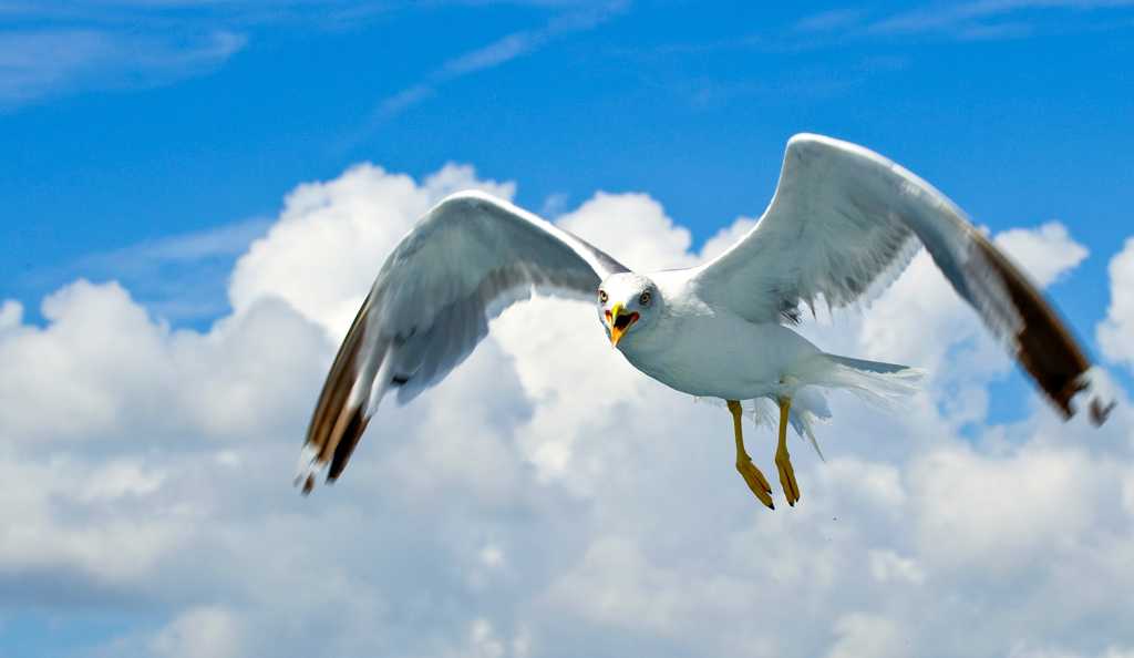 翱翔的海鸥图片