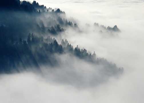 云雾丛林图片