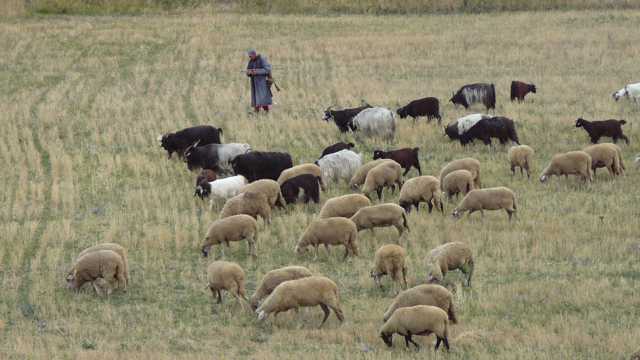 草场上的牧羊群图片
