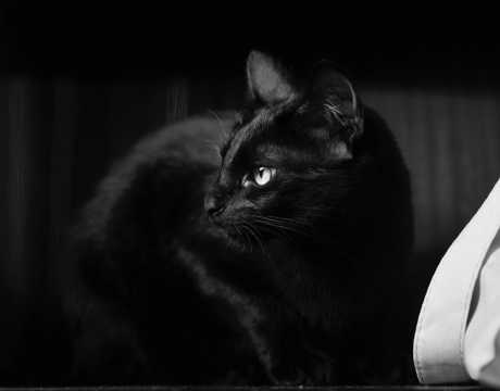 一只乖巧黑猫图片