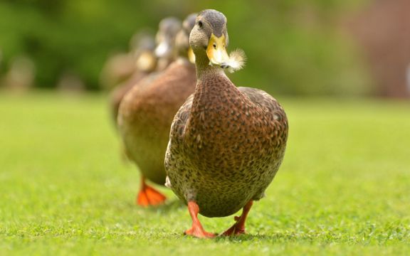 草坪上成排的鸭子图片
