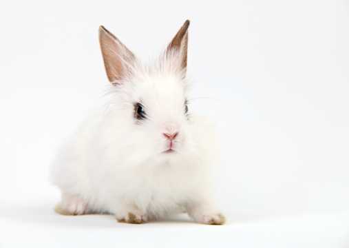 乖巧的小白兔图片