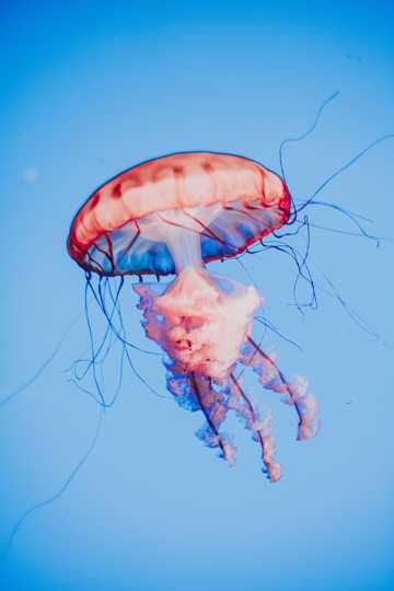 深海里的彩色水母图片