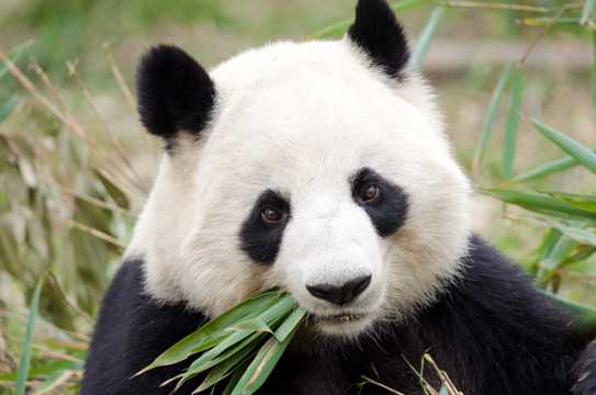 萌萌的大熊猫图片