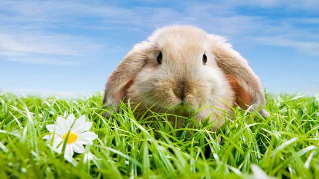 草场里的小兔子图片