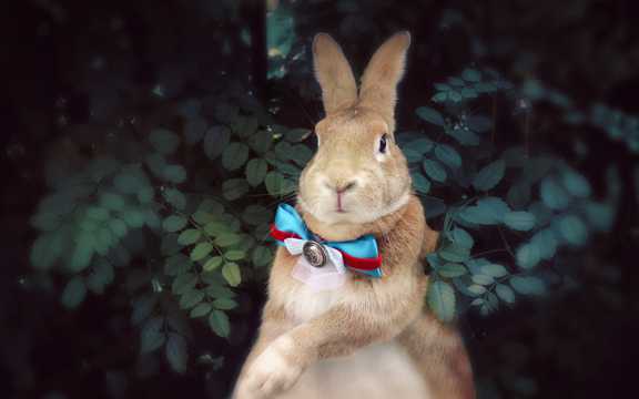 戴蝴蝶结的兔子图片