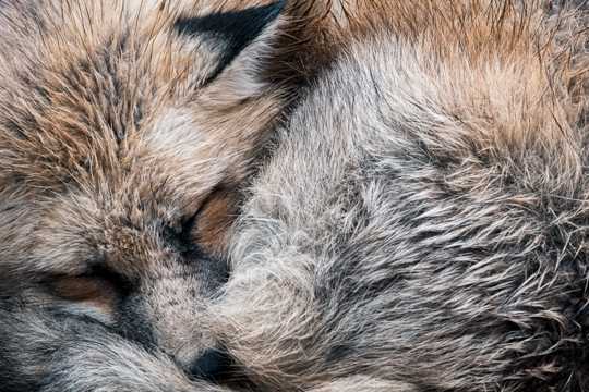 狐狸睡觉姿势图片