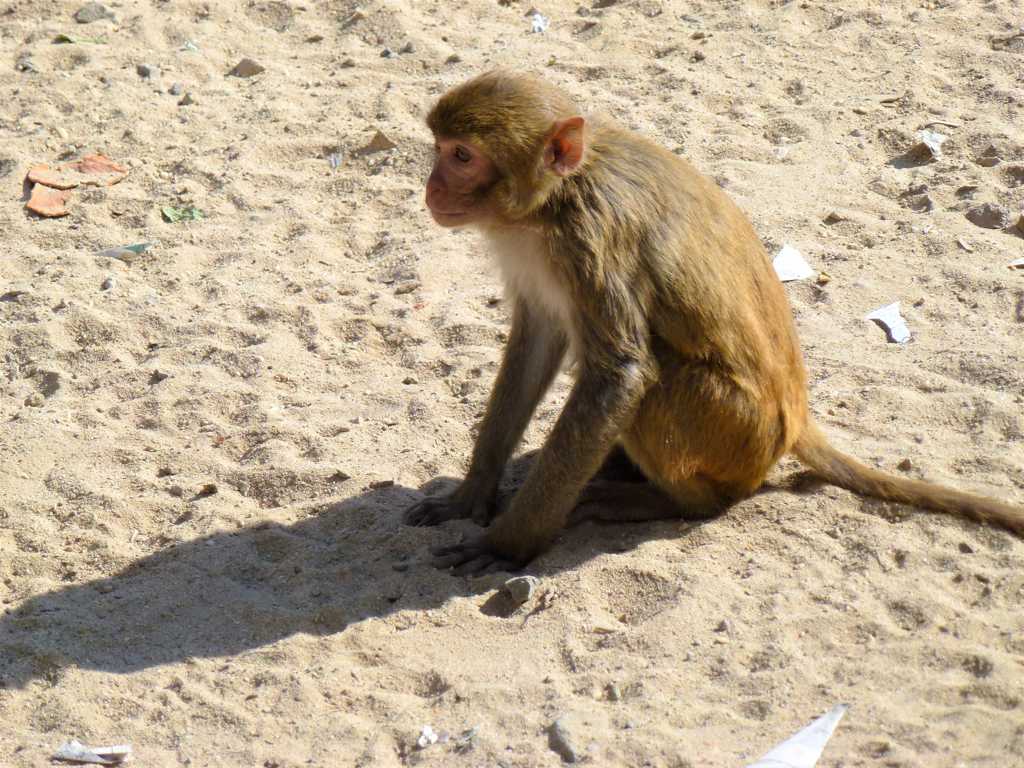 蹲在沙地的野生猴子