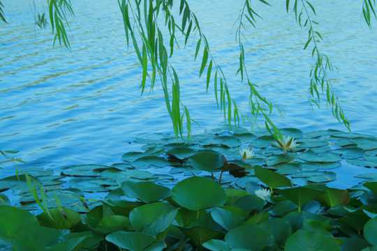 高清湖畔自然风光图片