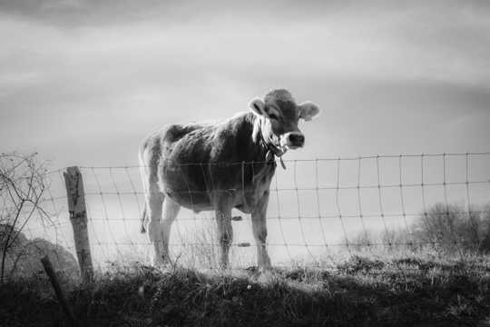 牧区小牛黑白图片