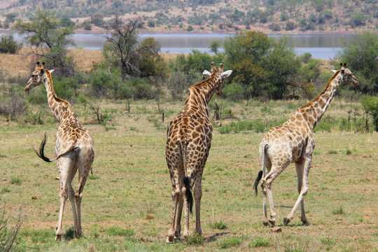 草原上的三只长颈鹿