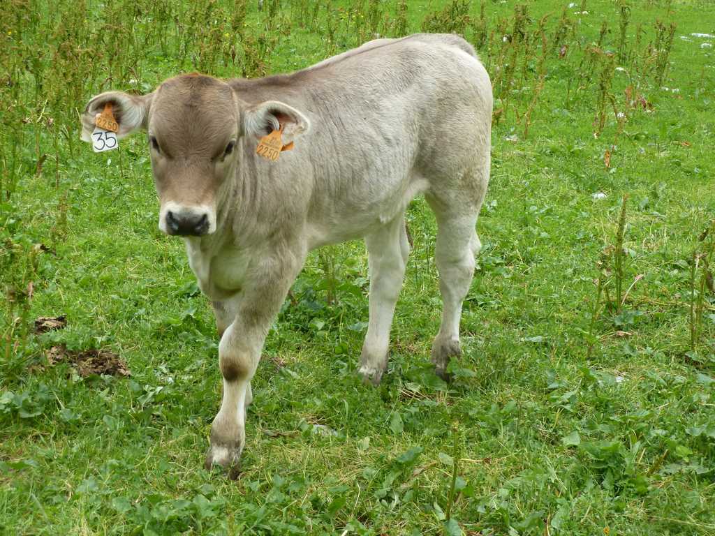 牧场上吃草的小奶牛