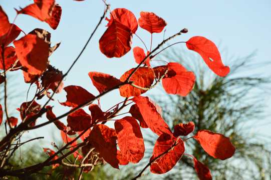 大自然的馈赠北京香山红叶景色图片
