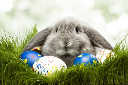 彩蛋和兔子图片