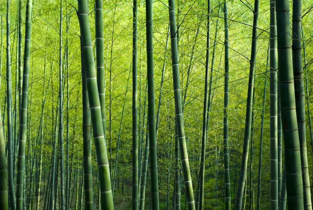 绿色竹林景色图片