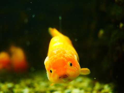 水箱里的黄色金鱼