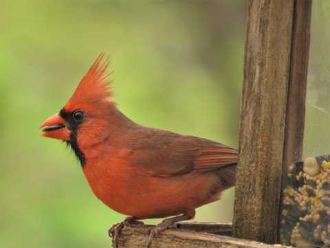 气质优美的红衣主教鸟图片
