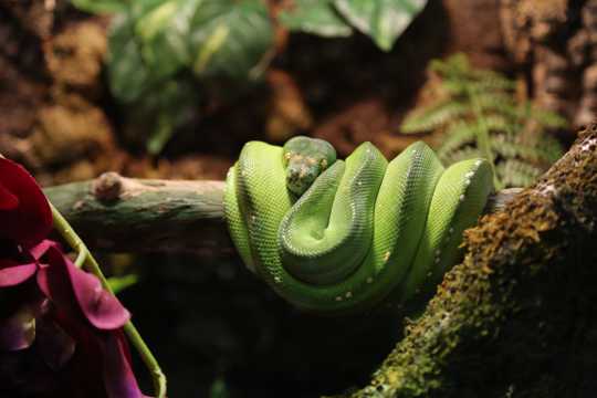 绿瘦蛇高清图片