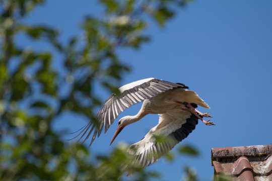 展翅飞翔的白鹤图片