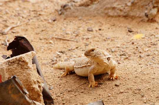 荒漠里的沙蜥图片
