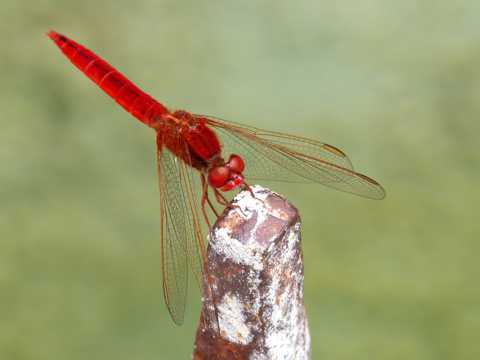 美丽的红蜻蜓图片