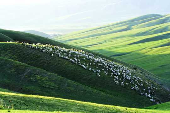 皇城草地牧羊图片