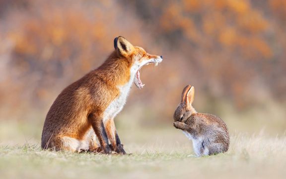 狡猾的狐狸和温顺的兔子