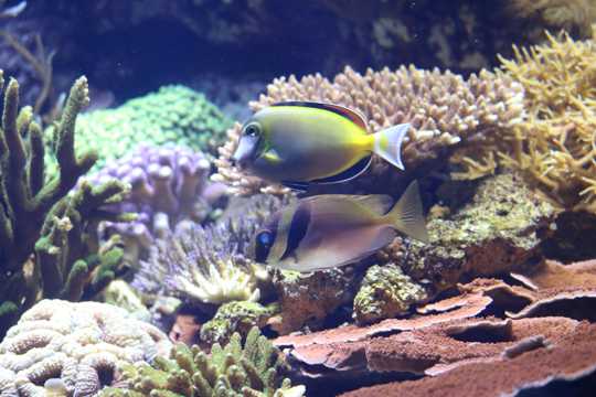 水族馆色彩斑斓的珊瑚和鱼
