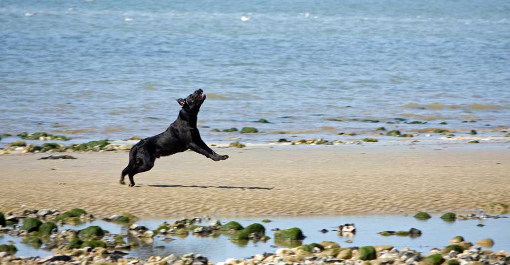 海滩上奔跑的小狗